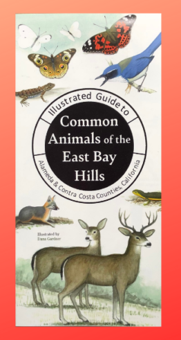 Illustrated Guide to Common Animals of the East Bay Hills
