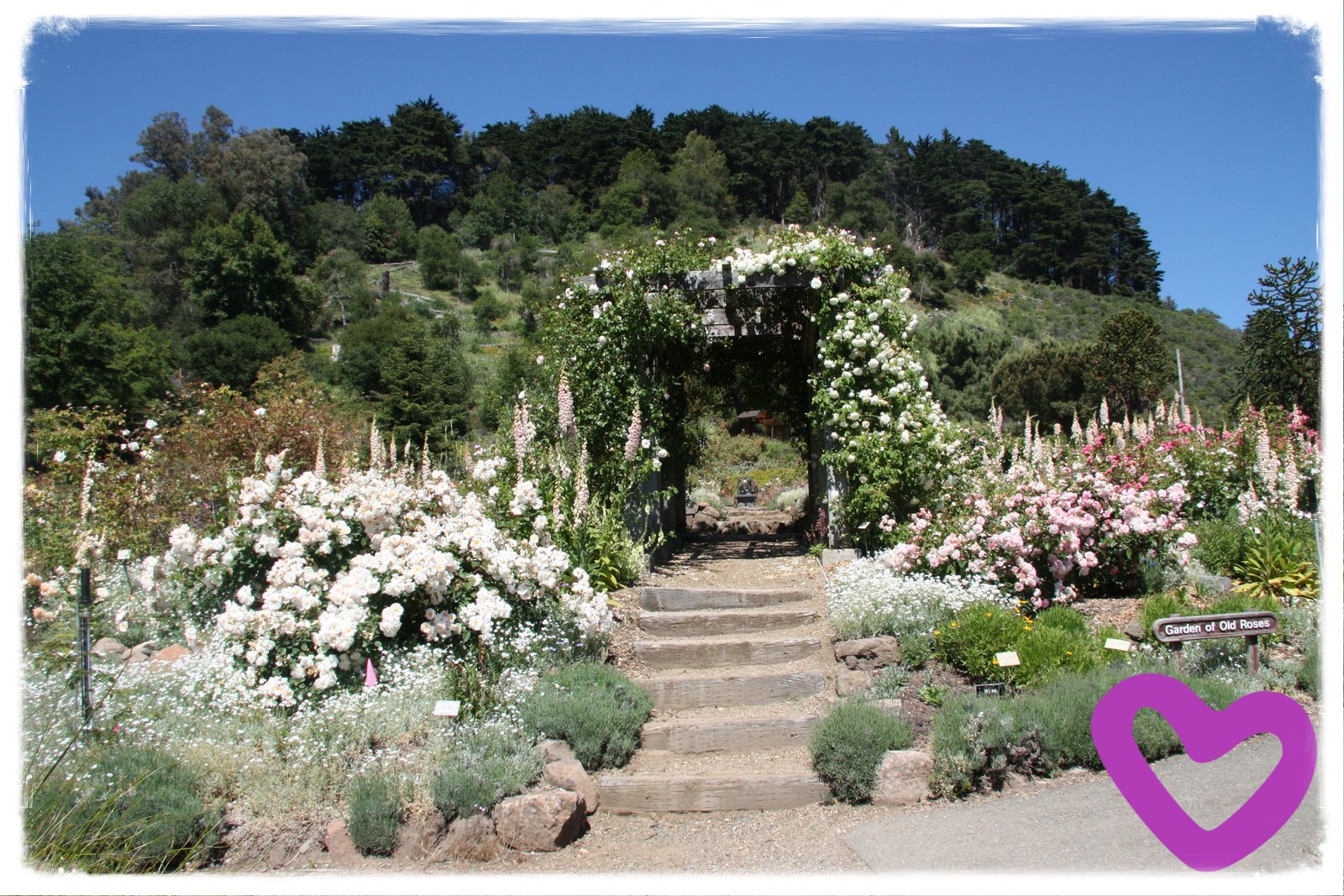 Mother's Day in Berkeley